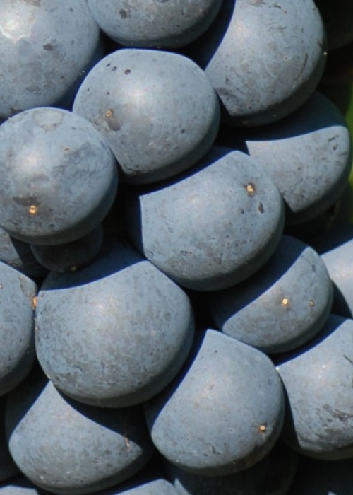 Portugieser Beeren 12